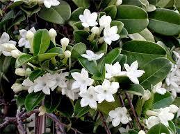 Stephanotis or Madagascar Jasmine (Stephanotis floribunda)