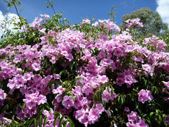 Bower Vine (Pandorea jasminoides)