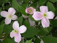 Clematis (Clematis montana)