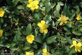 Guinea Flower (Hibbertia scandens)