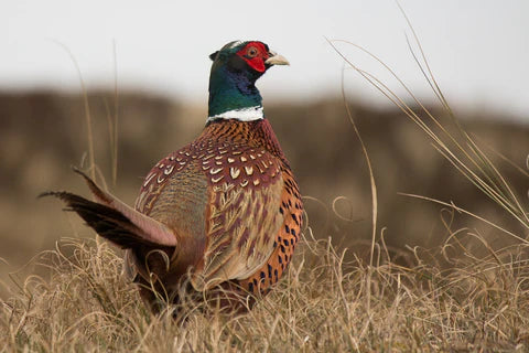 A pheasant in the wild