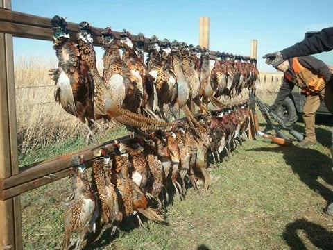 a catch of pheasants on a hunting trip to South Dakota