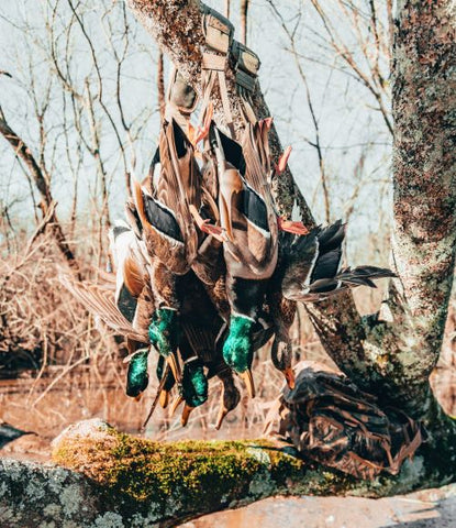 waterfowl hunt hung on a tree branch