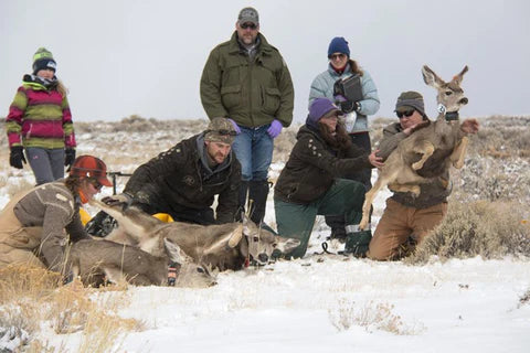 A mule deer fawn being released to its mom in the wild in wyoming