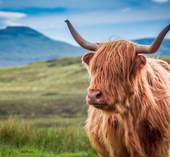 Highland Cow