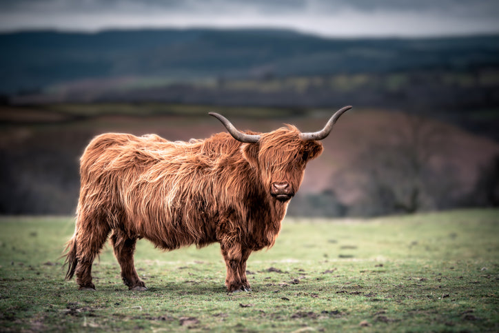 Highland Cow