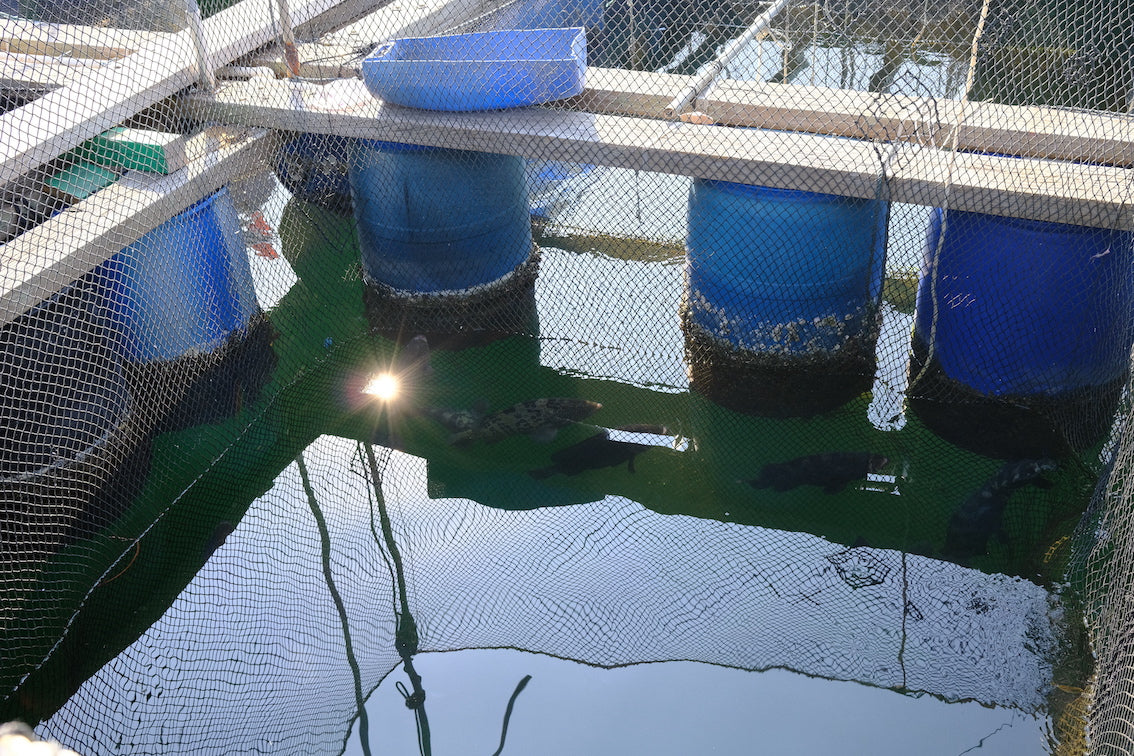 Sai Kung Sham Bay Farmed Fish Steak has dozens of cages several meters deep, raising dozens of types of seafood, including marine fish, cuttlefish, lobsters, pearl oysters, etc. Developing pearl farming can purify seawater and improve water quality.