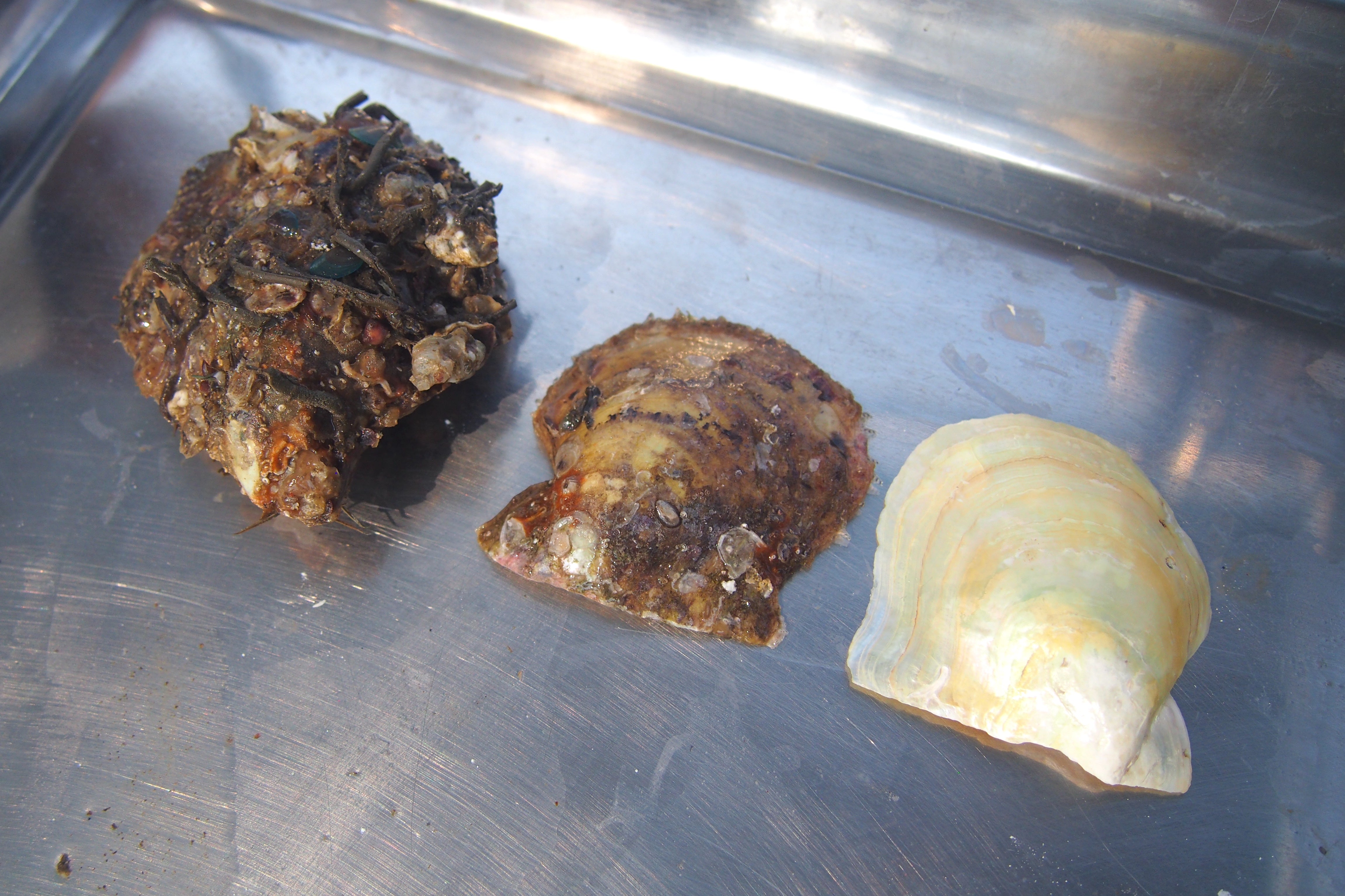 This picture shows the comparison of mother-of-pearl before and after cleaning. On the left is the pearl mussel before cleaning, in the middle is the pearl mussel shell after parasites have been removed, and on the right is the processed and polished pearl shell. It is also called mother-of-pearl and can be processed and ground into powder. Pearl powder or pearl powder.