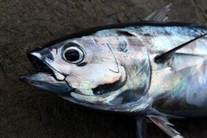 Frigate Mackerel, the authors favourite bait for big pelagics off the rocks