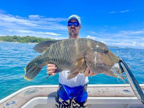 Napoleon Wrasse for Adam on a stickbait