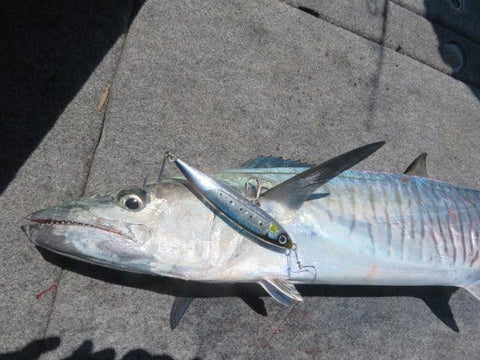 Spanish Mackerel are in huge numbers and can be targeted in a variety of ways.