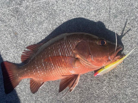  Mangrove Jack are synonymous with the Kimberley and are receptive to all manner of lures.