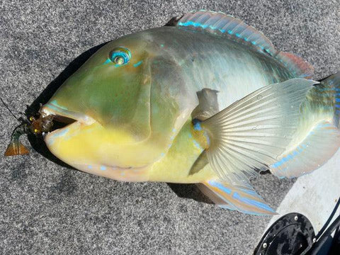  BlackSpot Tuskfish are brutes in shallow water, bricking many an angler without hesitation, this fighting ability, plus their striking colours and eating qualities make them a warranted target.