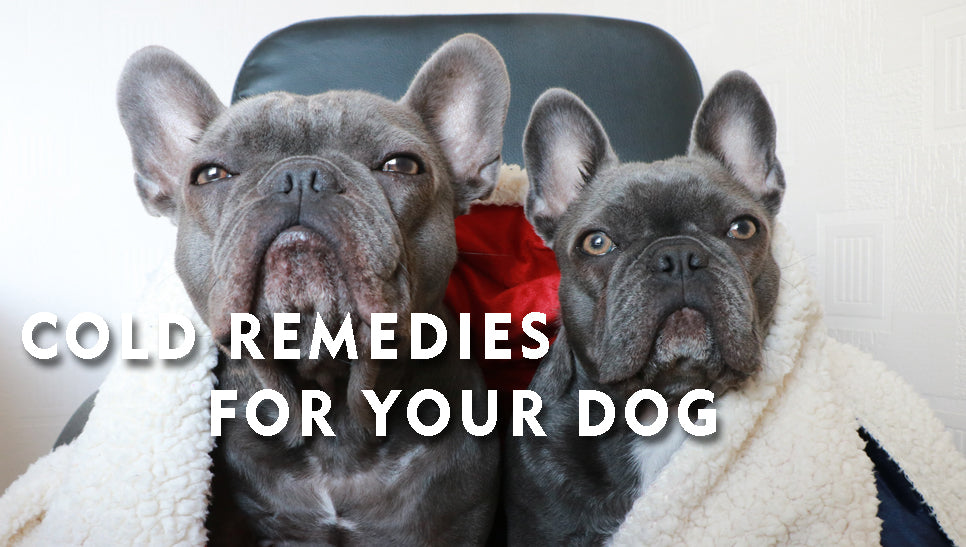 Cold Remedies For Your Dog 