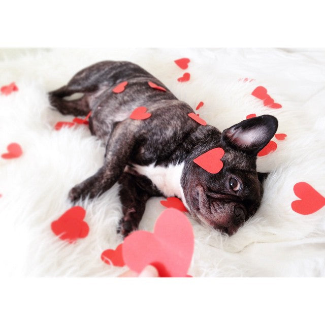 Happy Valentine's Day Frenchies! – Frenchie Bulldog