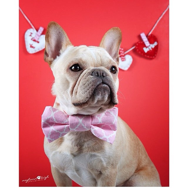 Happy Valentine's Day Frenchies! – Frenchie Bulldog