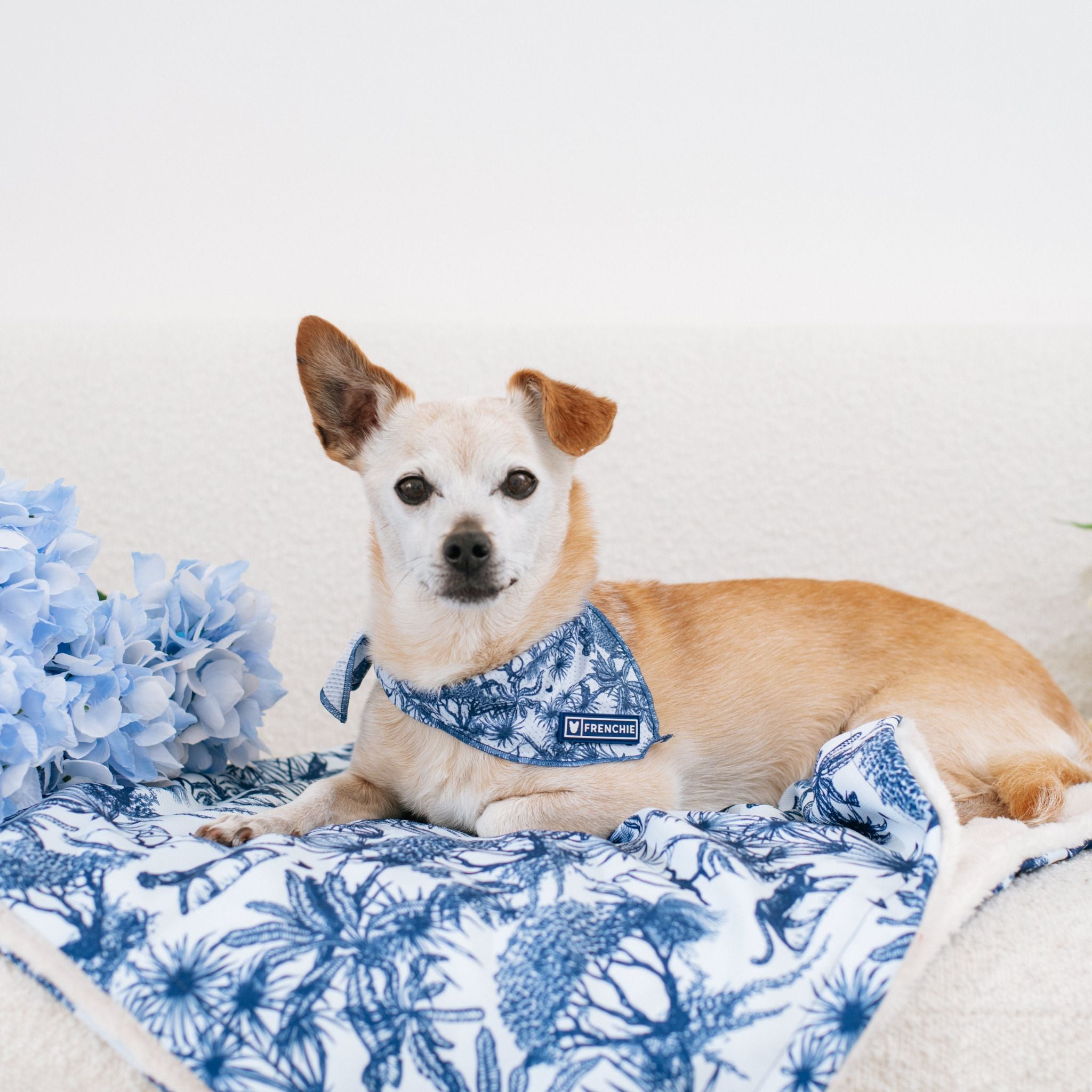 Frenchie Cooling Bandana - Toile- Blue