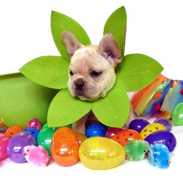 happy easter french bulldog