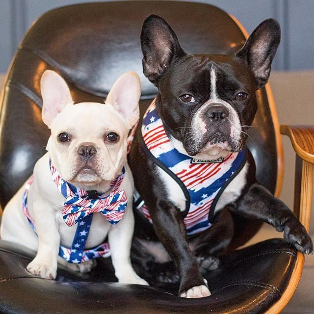 Happy 4th of July!!! 🇺🇸 – Frenchie Bulldog