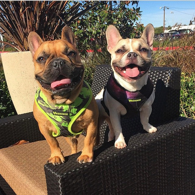 Frenchie Friday - Frenchie Bulldog