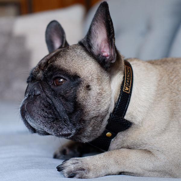 FRENCHIE BULLDOG - COLLAR - SHOP FRENCH BULLDOG HARNESSES - Frenchie ...