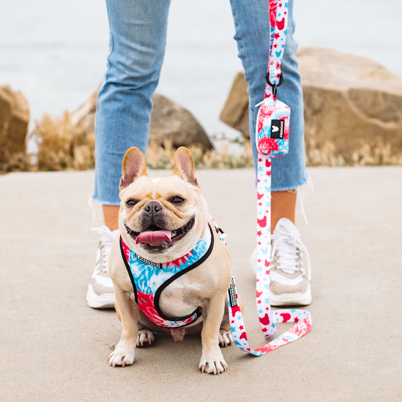 matching dog collar and harness