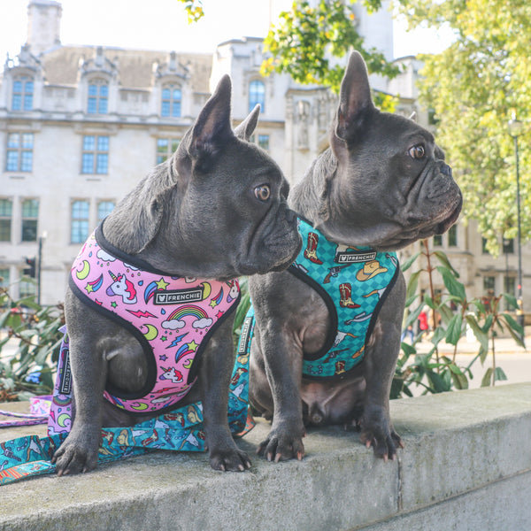 Frenchie Duo Reversible Harness - Magical Unicorn -Shop French Bulldog ...