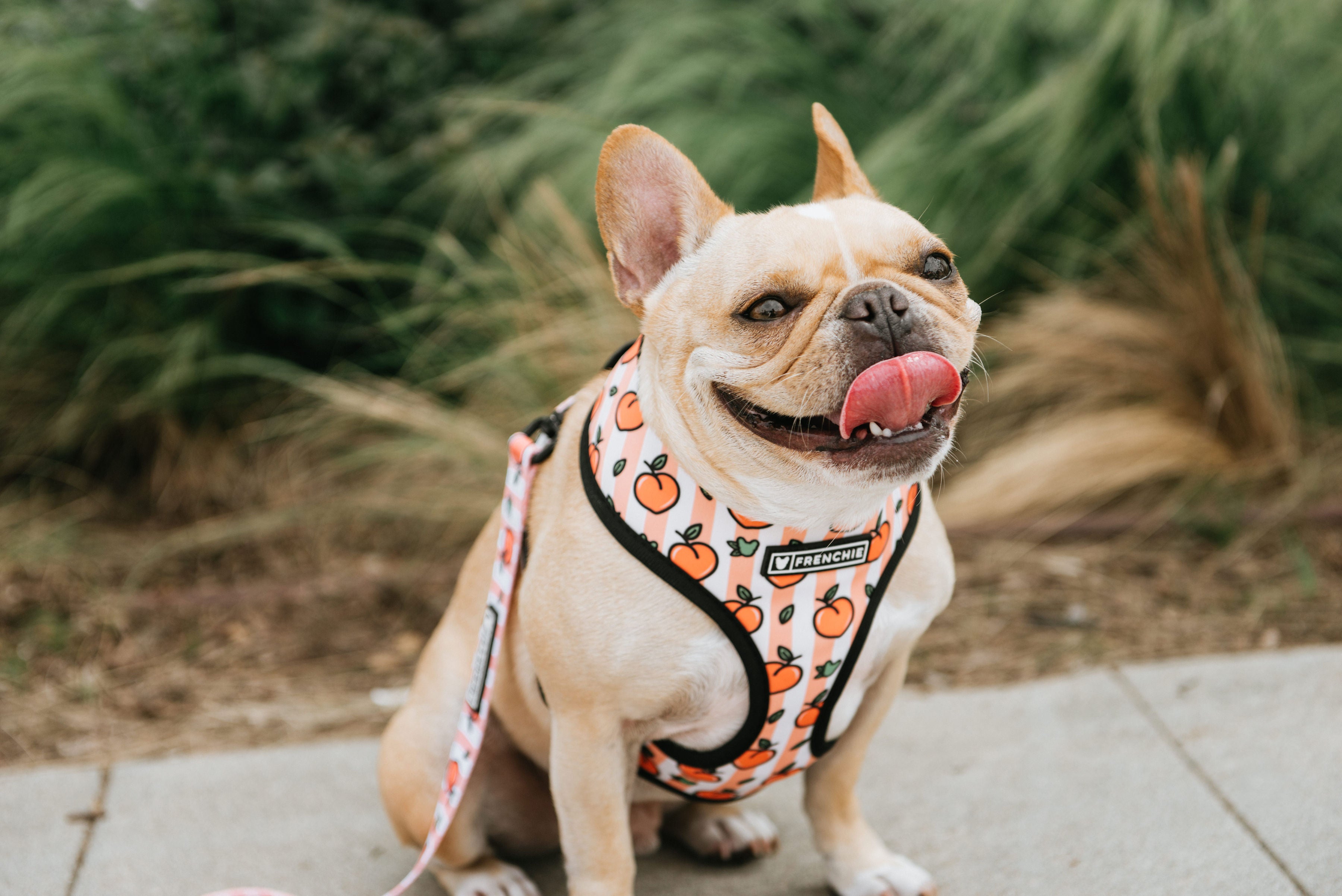 harness for bulldogs