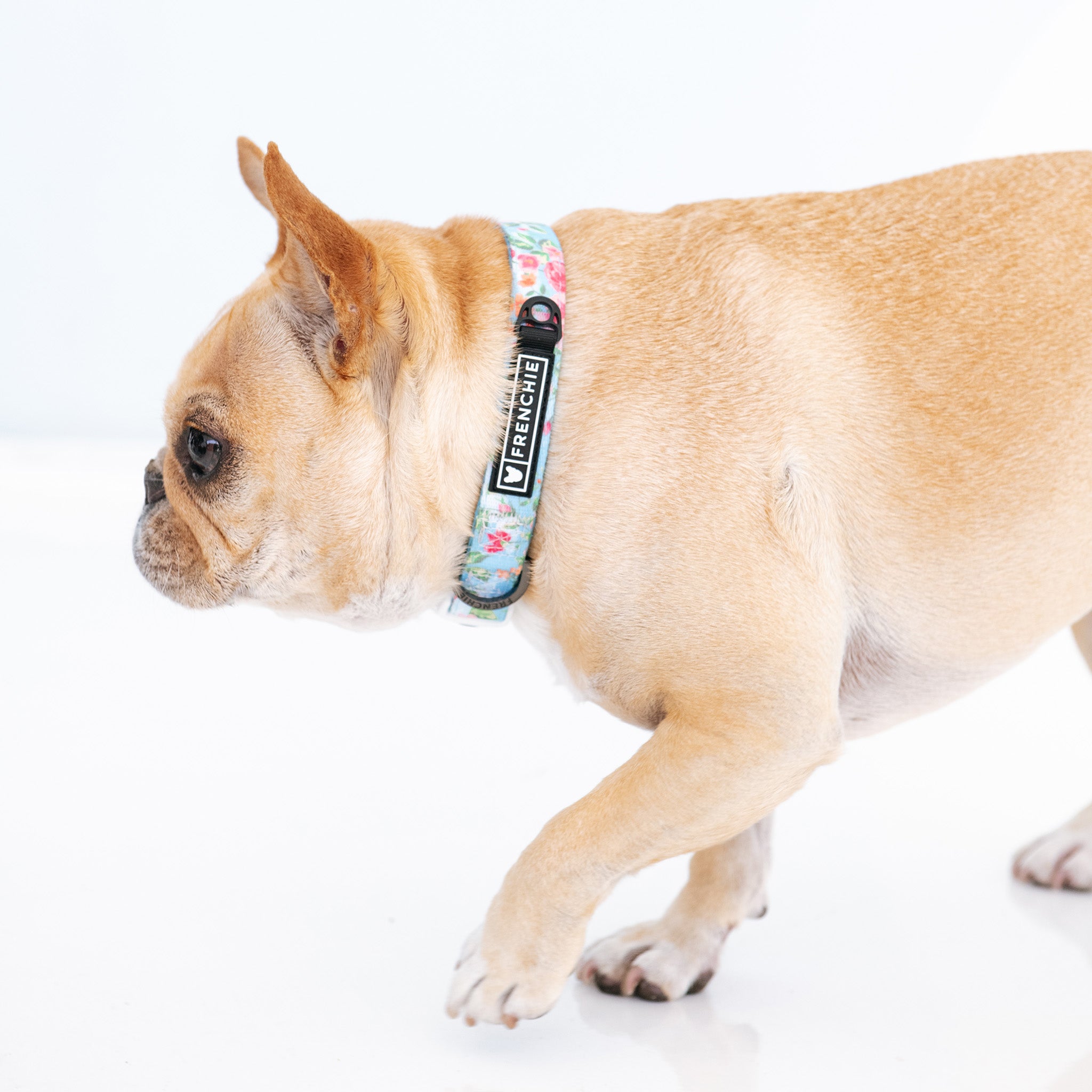 Frenchie Comfort Collar - Secret Garden-image-1