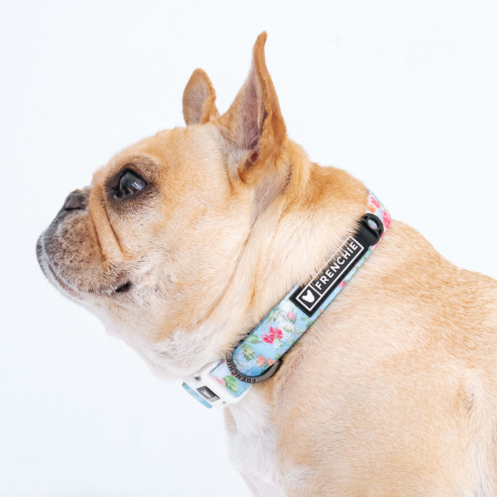 Frenchie Comfort Collar - Secret Garden