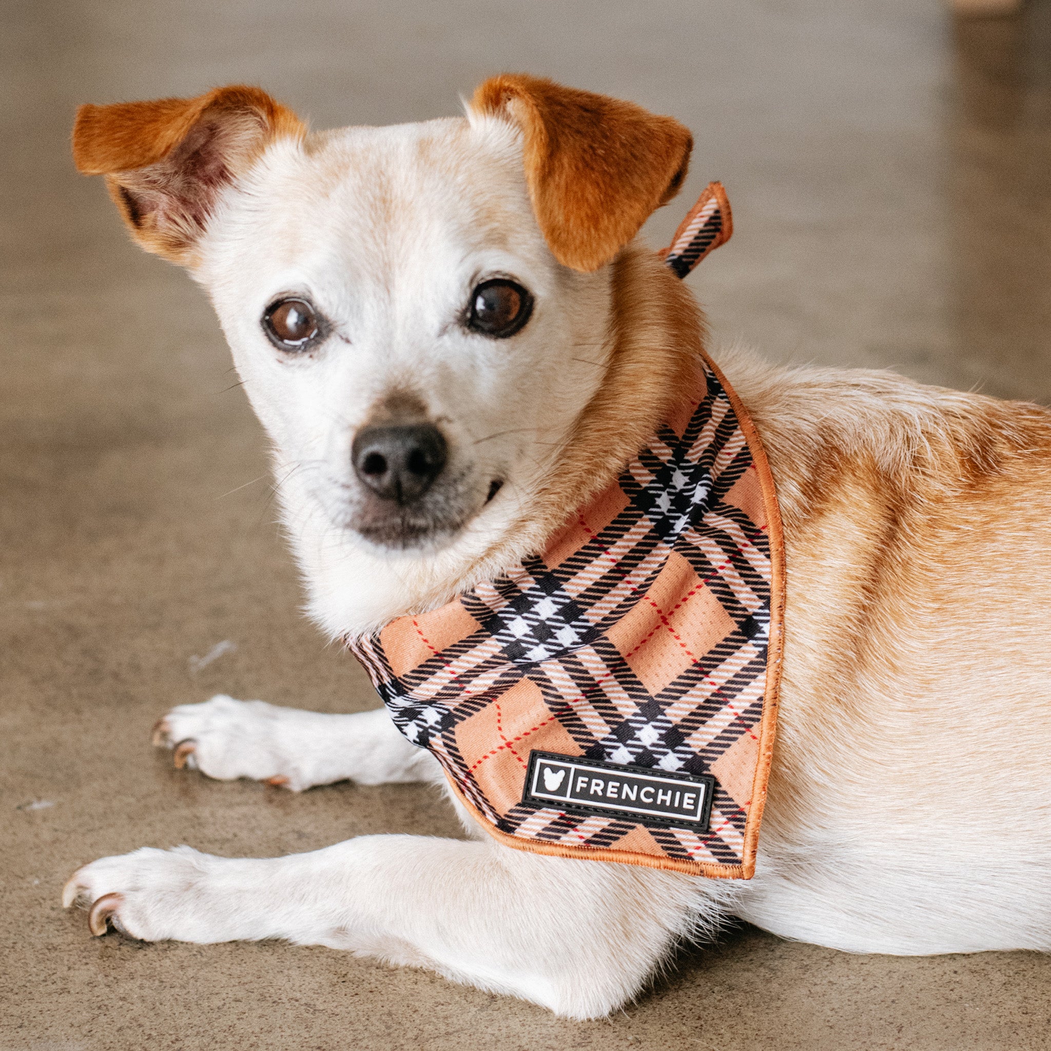 how to make a cooling bandana for dogs