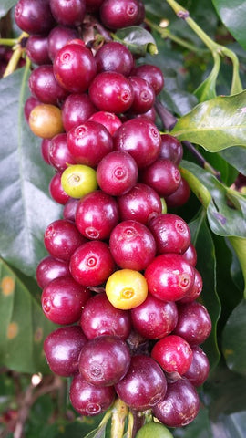 coffee cherry