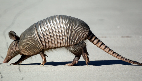 Juego de mesa Armadillo