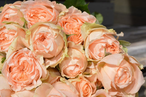 peach roses