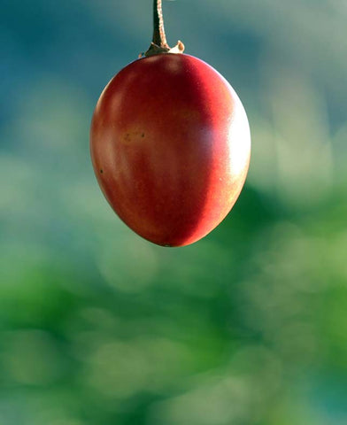 Tamarillo