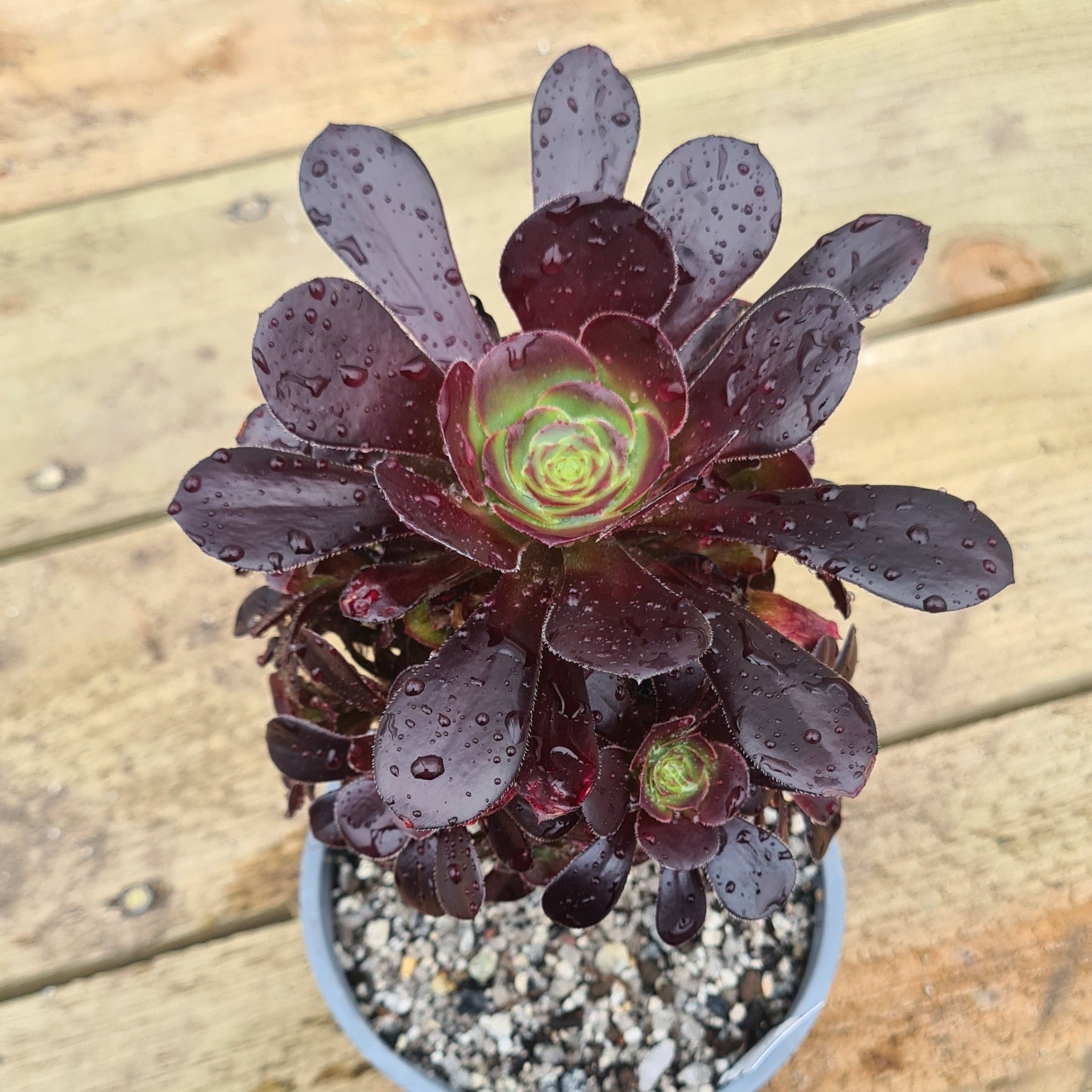 Aeonium 'Plum Purdy' – Coastal Succulents, Cacti & Alpines