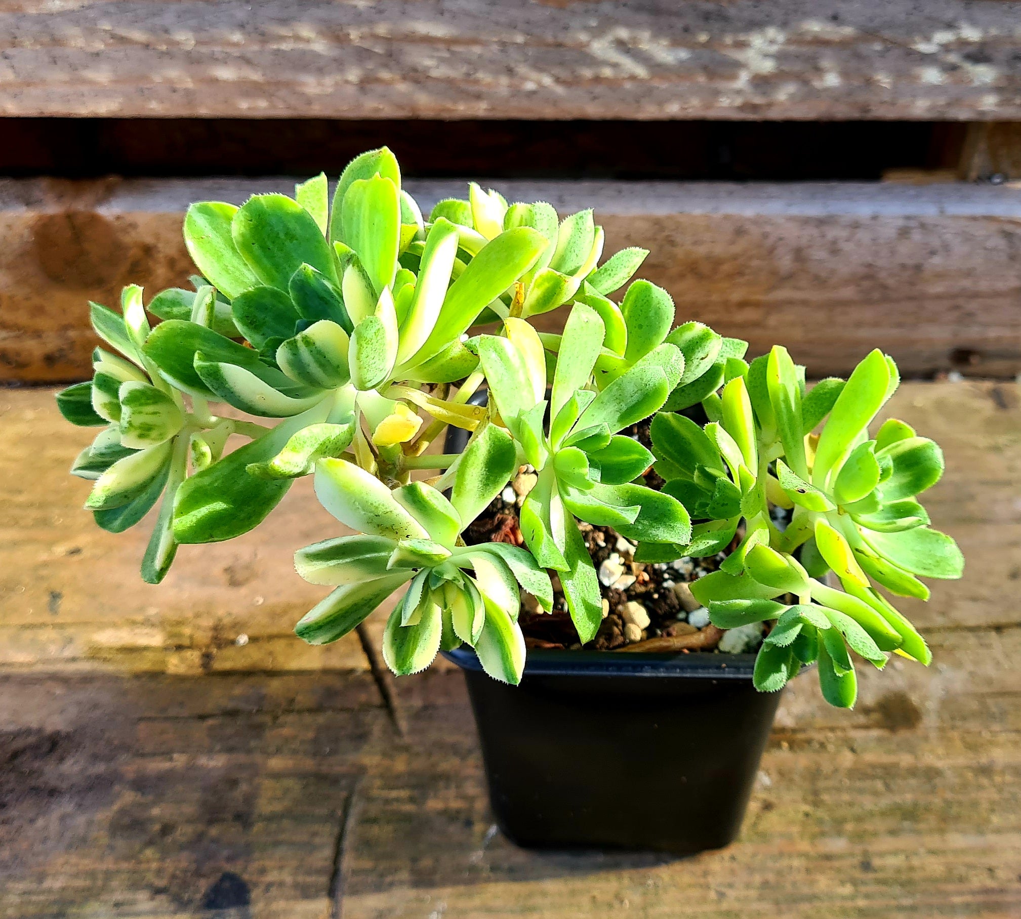 Aeonium 'Suncup' – Coastal Succulents, Cacti & Alpines