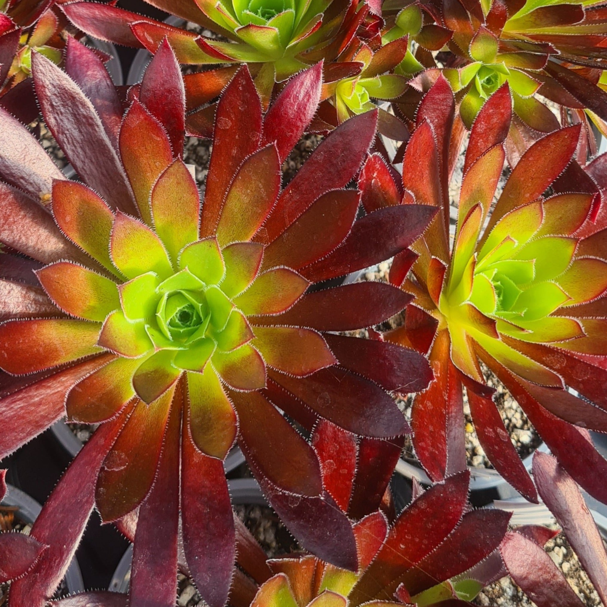 Aeonium 'Cabernet' – Coastal Succulents, Cacti & Alpines