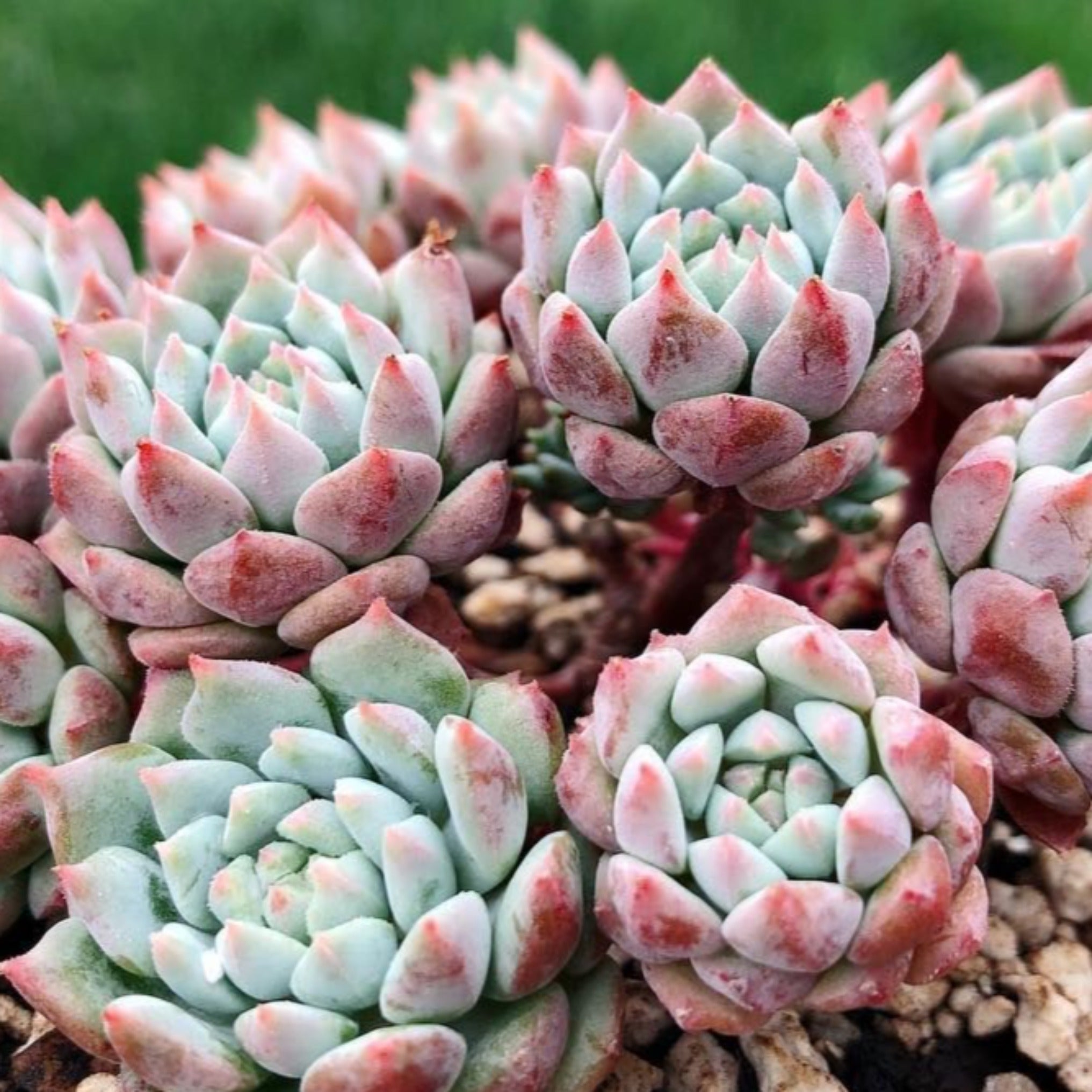 Echeveria 'Chrissy 'n' Ryan' – Coastal Succulents, Cacti & Alpines