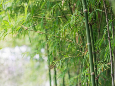 Bamboo vs. Traditional Wood Products