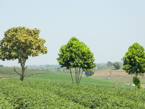 Terrestrial Ecosystem