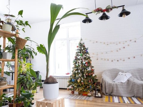 Christmas Gift Set - Eco-Friendly Home