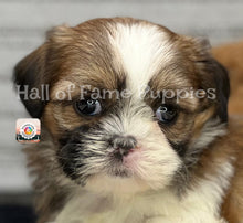 Load image into Gallery viewer, Sadie - A Shih tzu hypoallergenic puppy
