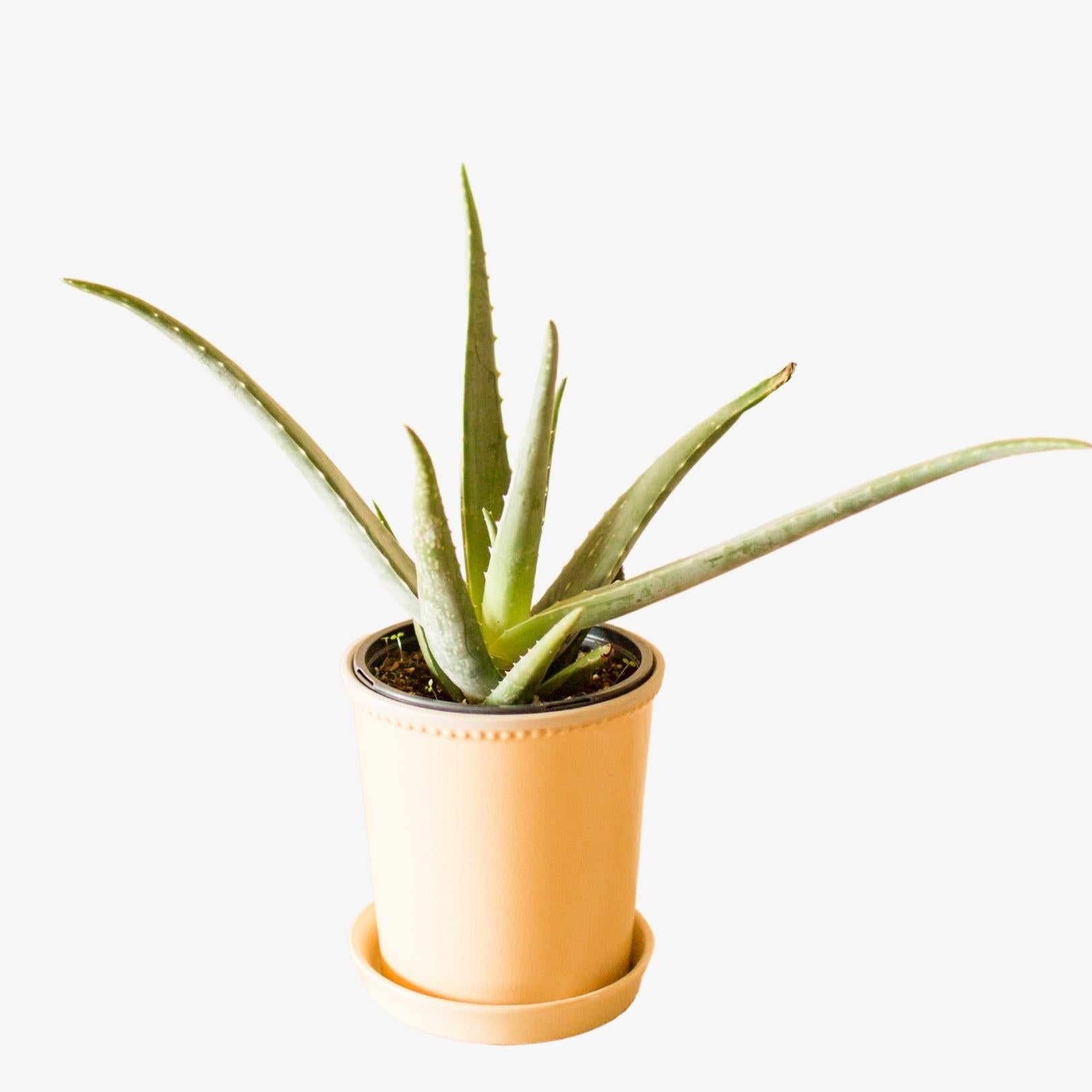 Aloe vera – Plant – World