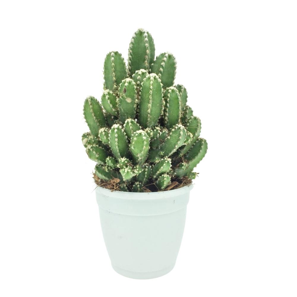 grootmoeder tuberculose ophouden Cereus 'Florida' (Monstrose Mini) - Cactus Plant free shipping - Plants  World