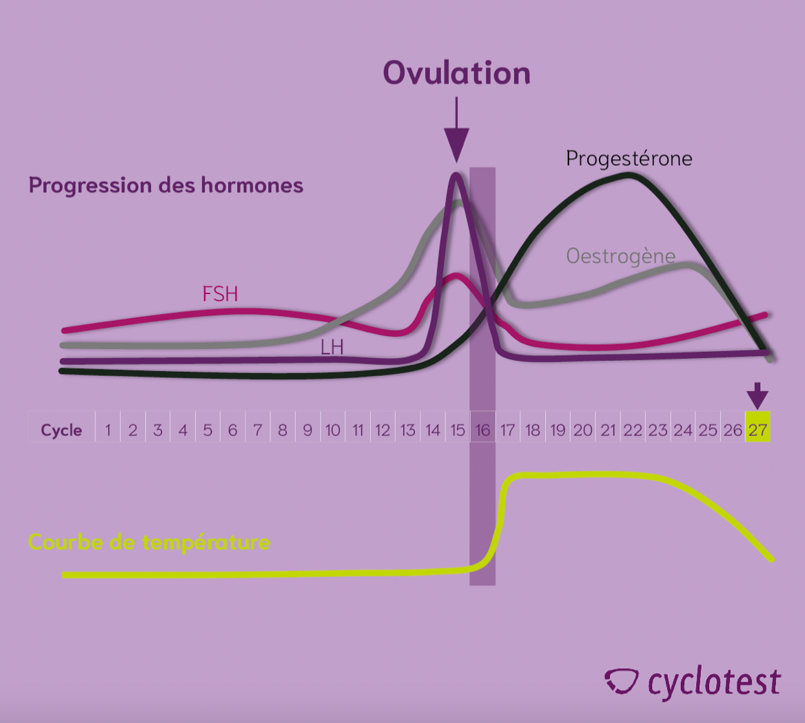Schéma des hormones d'une cycle menstruel naturel