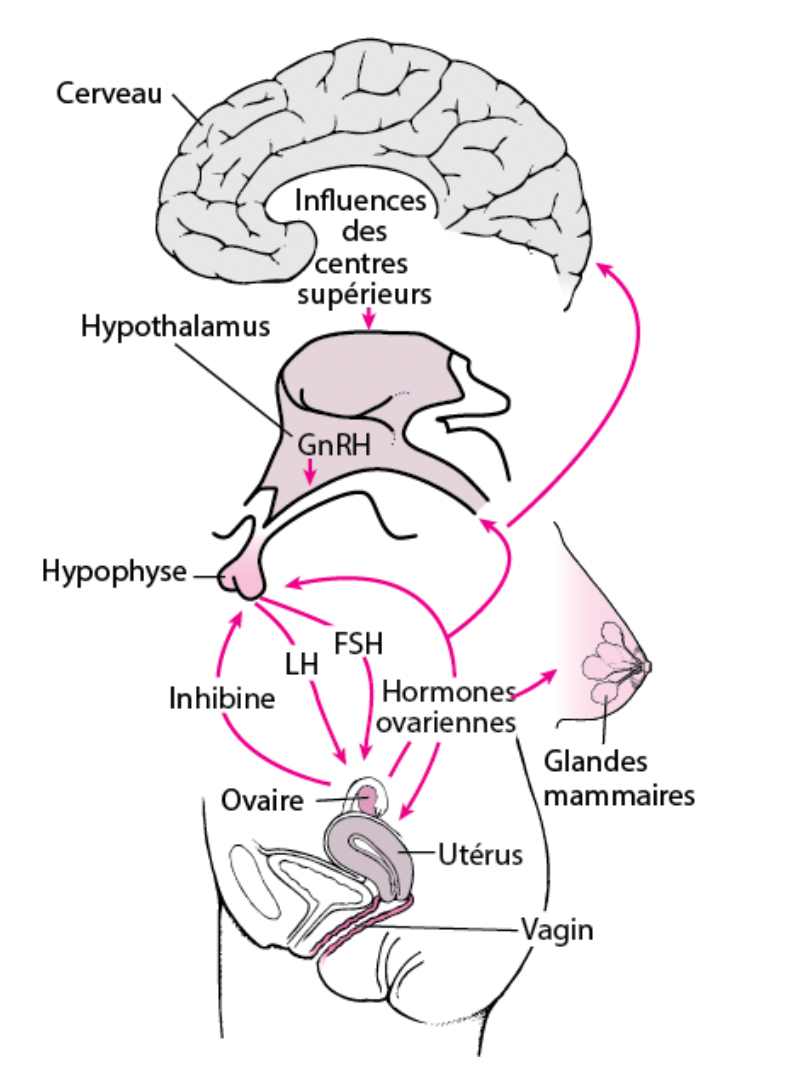 Schéma de l’axe hypothalamo-hypophysaire-gonadique
