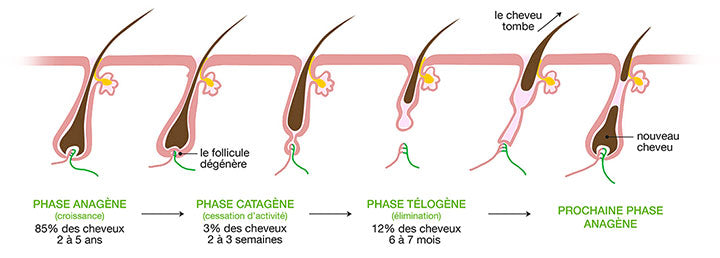 Schéma perte de cheveux