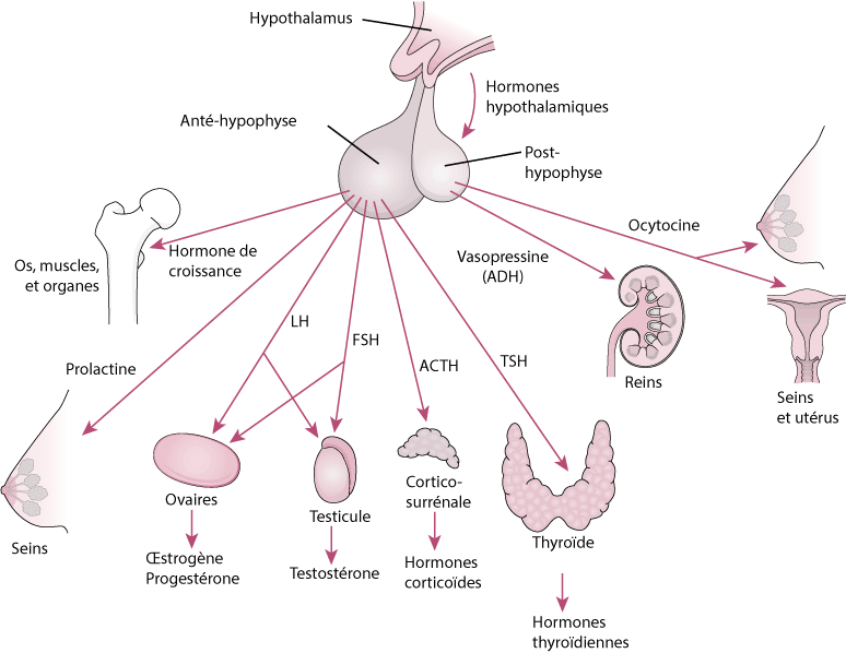 Schéma du système hormonal