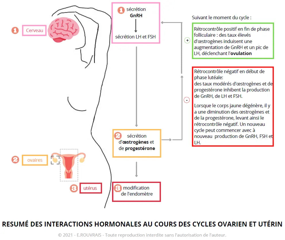 Résumé des interactions hormonales au cours du cycle ovarien et utérin